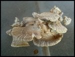 Oysters 5-2021.jpg
