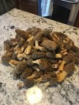 Mushroom Shiitake