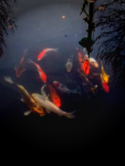 Photo Editor_SvwBSQ.png