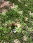 IMG_6907.jpeg