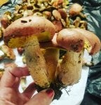 mushrooms.jpg